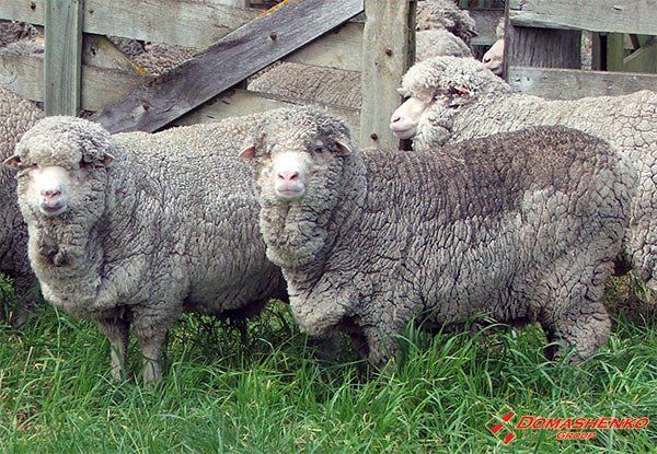 Экономика производства шерсти. Влияние технологий выращивания овец на цену шерсти